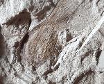 Fruchtkapsel Acer sp. (geflgelter Samen) - Bild © FossNet FossilienStore